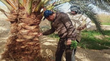 لحماية أكثر من 22 مليون نخلة .. الزراعة : جهود مكثفة لمكافحة سوسة النخيل الحمراء