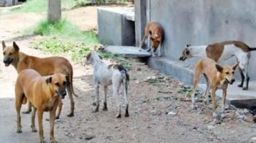 الحريشي: تجمع الكلاب الضالة في قطعان أدى إلى سلوك عدواني الحريشي: تجمع الكلاب الضالة في قطعان أدى إلى سلوك عدواني