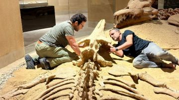 جامعة المنصورة تنفذ نموذجا ثلاثي الأبعاد لحفرية باسيلوصورس في وادي الحيتان