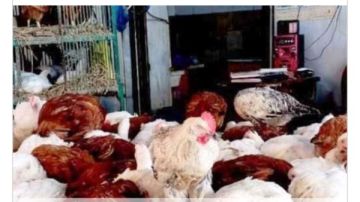 أسعار الدواجن في أسوان اليوم الجمعة 9 -1-2026