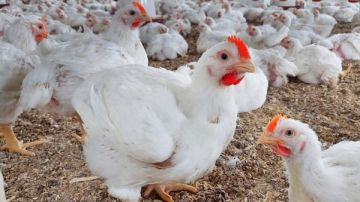 تصل لـ25 .. اتحاد منتجي الدواجن يكشف مفاجأة في الأسعار قبل رمضان