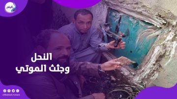 هل يتغذى النحل على بقايا بشرية.. ماذا حدث في قرية الكمايشة؟ هل يتغذى النحل على بقايا بشرية.. ماذا حدث في قرية الكمايشة؟