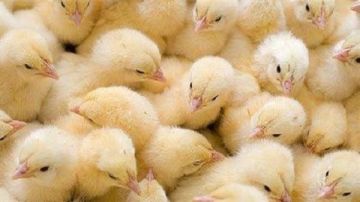 الكتكوت السبب.. شعبة الدواجن تعلن المؤشرات الأولية لـ الأسعار في رمضان الكتكوت السبب.. شعبة الدواجن تعلن المؤشرات الأولية لـ الأسعار في رمضان