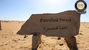 الوزراء يوضح حقيقة التعدي على الأشجار المتحجرة في محمية التجمع الوزراء يوضح حقيقة التعدي على الأشجار المتحجرة في محمية التجمع