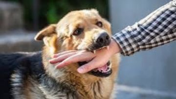 مليون حالة عقر سنويا.. أزمة الكلاب الضالة تتفاقم رغم تحركات الحكومة