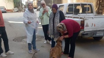 الزراعة: تحصين 1.2 مليون رأس ماشية ضد الحمى القلاعيةوحملات لتحصين وتعقيم الكلاب الزراعة: تحصين 1.2 مليون رأس ماشية ضد الحمى القلاعيةوحملات لتحصين وتعقيم الكلاب