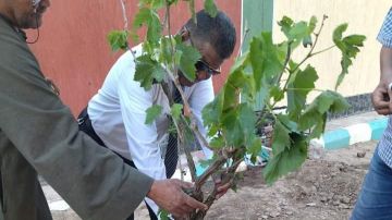 رئيس سمنود: غرس 150 شجرة مثمرة وزينة ضمن مبادرة 100 مليون