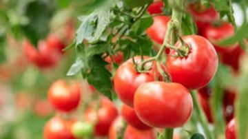 رسالة عاجلة من نقيب الفلاحين للمواطنين بشأن السلع رسالة عاجلة من نقيب الفلاحين للمواطنين بشأن السلع