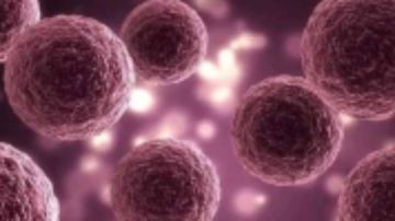 من أخطر التهديدات الوبائية.. حقيقة انتشار فيروس نيباه في روسيا من أخطر التهديدات الوبائية.. حقيقة انتشار فيروس نيباه في روسيا