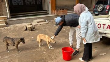 بيطري الشرقية: تطعيم 13 كلبا بلقاح السعار في الزقازيق