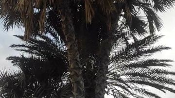 أخبار جنوب سيناء أشجار الدوم المعمرة فب طور سيناء.. شرق الدلتا تخصص أتوبيس من شرم الشيخ الي طابا.. وحملة مكافحة حمي الدنج بأبو زنيمة أخبار جنوب سيناء أشجار الدوم المعمرة فب طور سيناء.. شرق الدلتا تخصص أتوبيس من شرم الشيخ الي طابا.. وحملة مكافحة حمي الدنج بأبو زنيمة