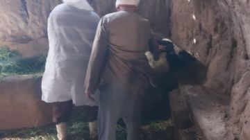 استمرار فعاليات حملة التحصين ضد الحمى القلاعية والوادي المتصدع بالإسماعيلية