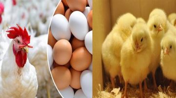 الكتكوت السبب.. شعبة الدواجن تعلن المؤشرات الأولية لـ أسعار رمضان فيديو