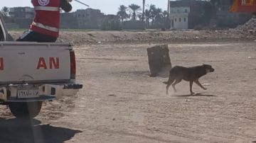 بيطري قنا ينفذ حملة لتحصين الكلاب الضالة بمركز قوص