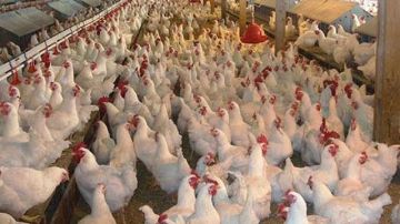 استجابة للأهالي..إزالة مزرعة طيور مخالفة وسط الكتلة السكنية بنجع حمادى