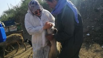 الغربية.. قافلة بيطرية للكشف على 483 حيوانا وماشية و 960 طائرا الغربية.. قافلة بيطرية للكشف على 483 حيوانا وماشية و 960 طائرا