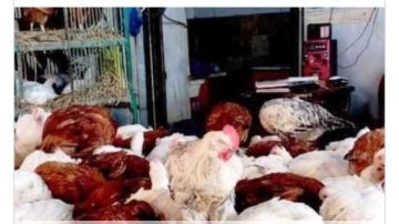 أسعار الدواجن فى أسوان اليوم الخميس 1 1 2026