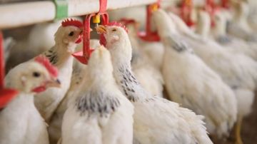 الفراخ بـ76 جنيها للكيلو.. رئيس شعبة الدواجن يكشف مستقبل السوق في 2026