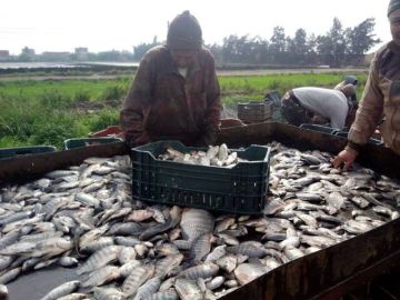  تنمية البحيرات : تشغيل مصنع أعلاف أسماك المنزلة بإنتاجية 500 طن