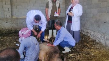 الزراعة تطلق قوافل بيطرية بسوهاج لدعم صغار المربين وتحسين إنتاج الثروة الحيوانية الزراعة تطلق قوافل بيطرية بسوهاج لدعم صغار المربين وتحسين إنتاج الثروة الحيوانية