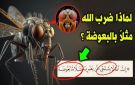 ما سبب ضرب المثال بالبعوضة في سورة البقرة؟ الإفتاء توضح