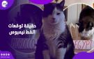مصر تخلف توقعات القط نيمبوس.. عالمة أزهرية تكشف حقيقة تنبؤات الحيوانات