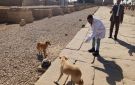 الزراعة: تحصين وتعقيم 2700 كلب في يناير.. وحملات متخصصة بالمواقع الأثرية