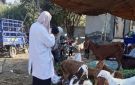 الزراعة تكشف جهود الترصد الوبائي.. 13 ألف زيارة منزلية لحماية الثروة الحيوانية - eg