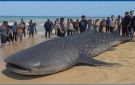 البيئة: صيد القرش الحوتي مخالفة جسيمة وعقوبتها جنائية فيديو