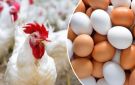 أسعار الفراخ اليوم 1 يناير 2026.. استقرار البانيه والبيض