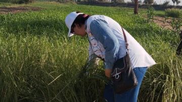  احموا الغيط قبل فوات الأوان .. زراعة الأقصر تطلق حملة موسعة لمكافحة فئران الحقول