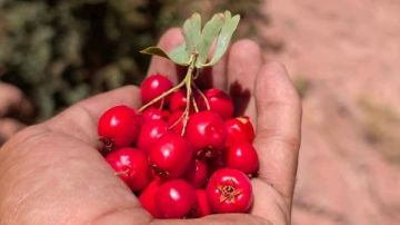 الزعرور الأحمر في سانت كاترين.. حكاية كنز جبلي يبحث عنه الجميع وتلاحقه آمال تقوية القلب