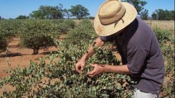 الجوجوبا تتصدر المشروعات الخضراء بالبحر الأحمر.. 600 مليون جنيه استثمارات و2000 فرصة عمل الجوجوبا تتصدر المشروعات الخضراء بالبحر الأحمر.. 600 مليون جنيه استثمارات و2000 فرصة عمل