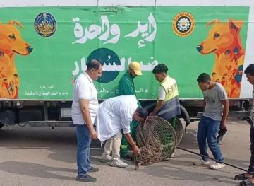 حملة جديدة لمواجهة الكلاب الضالة بحي غرب المنصورة حملة جديدة لمواجهة الكلاب الضالة بحي غرب المنصورة