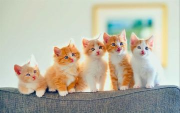 هل نهى الرسول عن تربية القطط في المنزل؟.. لها 4 حقوق شرعية هل نهى الرسول عن تربية القطط في المنزل؟.. لها 4 حقوق شرعية