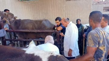 اليوم في جميع المحافظات.. الزراعة تبدأ تحصين الأبقار والأغنام اليوم في جميع المحافظات.. الزراعة تبدأ تحصين الأبقار والأغنام
