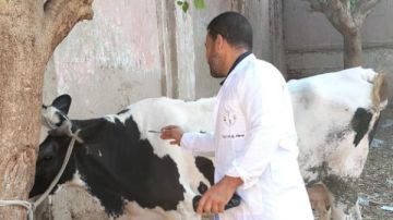 تحصين 77 ألفا و912 رأس ماشية بالغربية ضد الجلد العقدي وطاعون المجترات الصغيرة