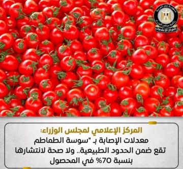 مجلس الوزراء: معدلات الإصابة بـ سوسة الطماطم ضمن الحدود الطبيعية مجلس الوزراء: معدلات الإصابة بـ سوسة الطماطم ضمن الحدود الطبيعية
