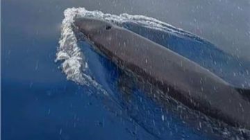 ظهور الدولفين القاتل الكاذب في الغردقة.. ما قصته؟ ظهور الدولفين القاتل الكاذب في الغردقة.. ما قصته؟