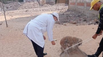 استجابة لشكاوى المواطنين.. محافظ الدقهلية يتابع حملات مواجهة الكلاب الضالة بحي غرب استجابة لشكاوى المواطنين.. محافظ الدقهلية يتابع حملات مواجهة الكلاب الضالة بحي غرب