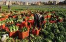 الحاصلات الزراعية: 11.5 مليار دولار عائدات الصادرات الطازجة والمصنعة في 2025