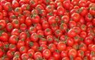حقيقة إصابة 70 من الطماطم بـ السوسة .. الزراعة تحسم الجدل