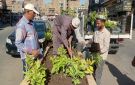 اتحضر للأخضر.. التوسع في زراعة النباتات والأشجار لتحسين المظهر الحضاري في الجيزة