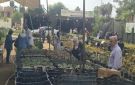  الزراعة : إقبال كبير من المواطنين لزيارة المتحف الزراعي ومعرض زهور مصر في إجازة احتفالات أكتوبر