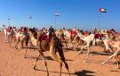 درع الزعامة يشعل حماس قبائل الهجن.. شرم الشيخ تستعد لمهرجان أكتوبر بمشاركة 12 قبيلة