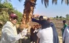 بيطري الأقصر يقدم خدمات الكشف والعلاج مجانا لـ806 من رءوس الماشية و211 طائرا