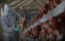 أستراليا تسجل أول حالة إصابة بإنفلونزا الطيور من سلالة H5N1