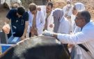 قافلة بيطرية شاملة بمنطقة أبو الريش بحرى للحفاظ على الثروة الحيوانية ودعم المربين