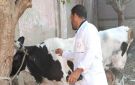 تحصين 77 ألفا و912 رأس ماشية بالغربية ضد الجلد العقدي وطاعون المجترات الصغيرة - eg
