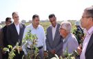 بدء موسم جني القطن بكفر سعد بمحافظة دمياط